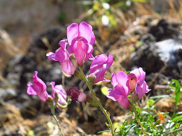 希臘跳島(七十)‧島嶼野花(下)‧(Island Wild 
