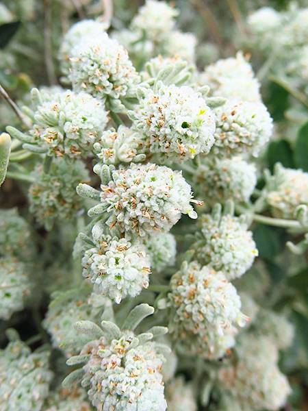 希臘跳島(七十)‧島嶼野花(下)‧(Island Wild 