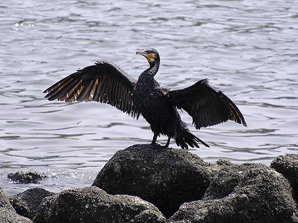 日本‧東京‧東京港野鳥公園(Tokyo Port Wild 