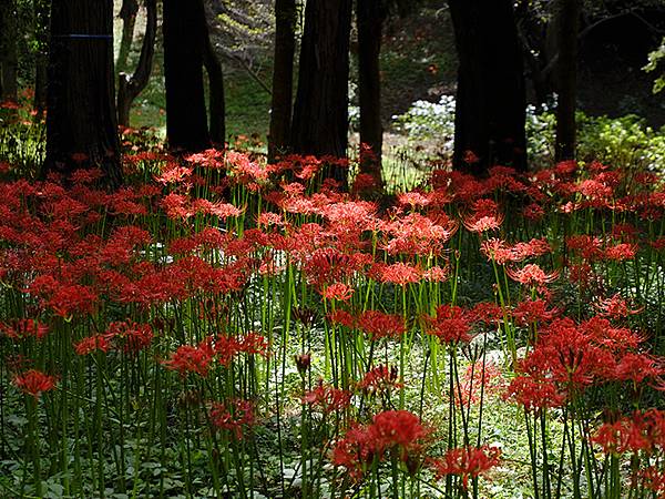 東京近郊(三十)‧村上綠地公園彼岸花(Murakami Ry