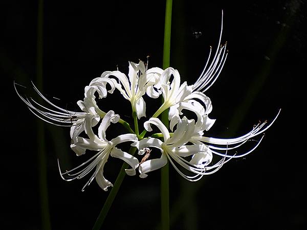 東京近郊(三十一)‧祖光院彼岸花(Sokoin)