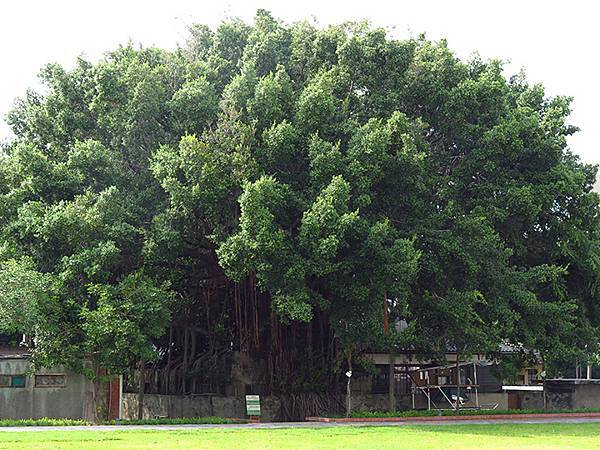 台灣‧台南(六十六)‧設計展(下)‧321巷藝術聚落和其他( 台灣‧台南(六十六)‧設計展(下)‧321巷藝術聚落和其他(