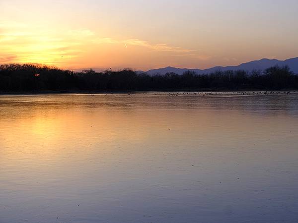 冬遊北京(十四)‧圓明園的冰、蘆葦、野鳥(Yuanmingy 冬遊北京(十四)‧圓明園的冰、蘆葦、野鳥(Yuanmingy
