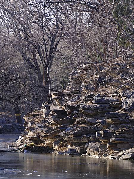 冬遊北京(十四)‧圓明園的冰、蘆葦、野鳥(Yuanmingy 冬遊北京(十四)‧圓明園的冰、蘆葦、野鳥(Yuanmingy