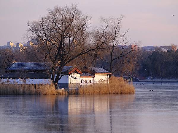 冬遊北京(十四)‧圓明園的冰、蘆葦、野鳥(Yuanmingy 冬遊北京(十四)‧圓明園的冰、蘆葦、野鳥(Yuanmingy