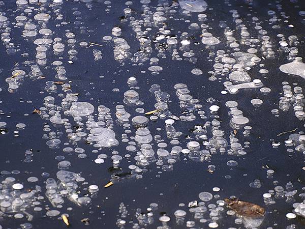 冬遊北京(十四)‧圓明園的冰、蘆葦、野鳥(Yuanmingy 冬遊北京(十四)‧圓明園的冰、蘆葦、野鳥(Yuanmingy