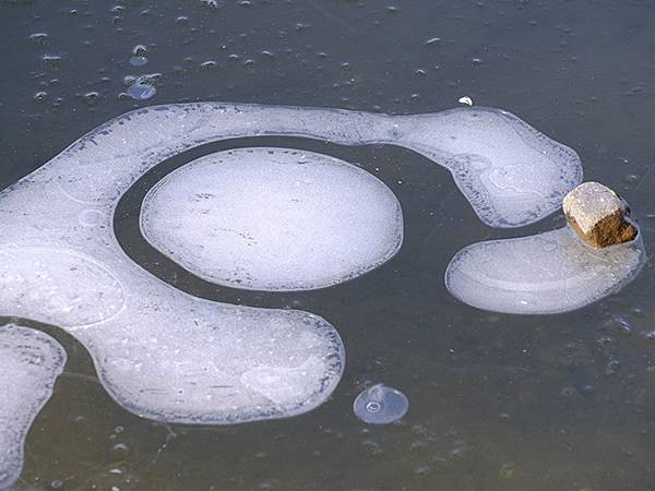 冬遊北京(十四)‧圓明園的冰、蘆葦、野鳥(Yuanmingy 冬遊北京(十四)‧圓明園的冰、蘆葦、野鳥(Yuanmingy