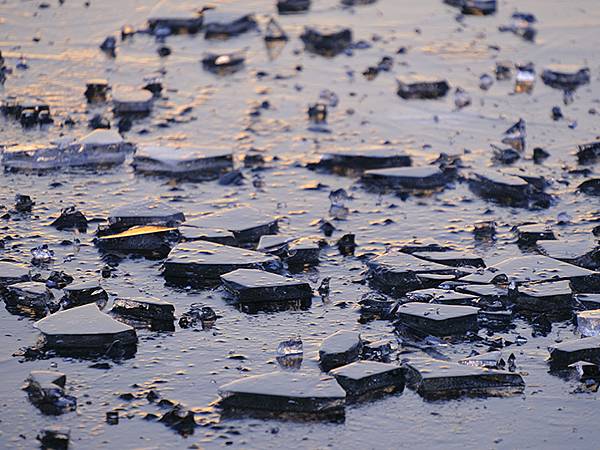 冬遊北京(十四)‧圓明園的冰、蘆葦、野鳥(Yuanmingy 冬遊北京(十四)‧圓明園的冰、蘆葦、野鳥(Yuanmingy