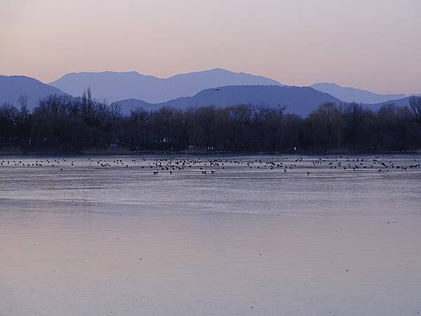 冬遊北京(十四)‧圓明園的冰、蘆葦、野鳥(Yuanmingy 冬遊北京(十四)‧圓明園的冰、蘆葦、野鳥(Yuanmingy