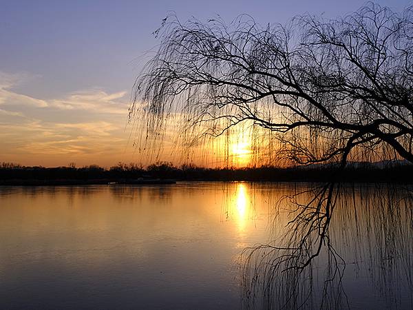 冬遊北京(十四)‧圓明園的冰、蘆葦、野鳥(Yuanmingy 冬遊北京(十四)‧圓明園的冰、蘆葦、野鳥(Yuanmingy