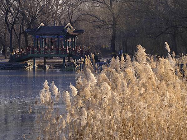 冬遊北京(十四)‧圓明園的冰、蘆葦、野鳥(Yuanmingy 冬遊北京(十四)‧圓明園的冰、蘆葦、野鳥(Yuanmingy