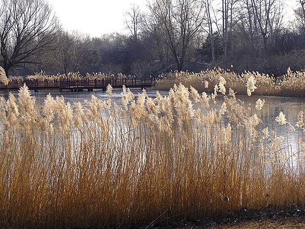 冬遊北京(十四)‧圓明園的冰、蘆葦、野鳥(Yuanmingy 冬遊北京(十四)‧圓明園的冰、蘆葦、野鳥(Yuanmingy