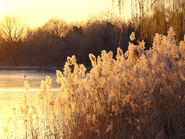 冬遊北京(十四)‧圓明園的冰、蘆葦、野鳥(Yuanmingy 冬遊北京(十四)‧圓明園的冰、蘆葦、野鳥(Yuanmingy