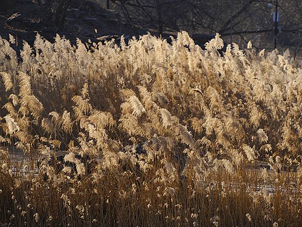 冬遊北京(十四)‧圓明園的冰、蘆葦、野鳥(Yuanmingy 冬遊北京(十四)‧圓明園的冰、蘆葦、野鳥(Yuanmingy