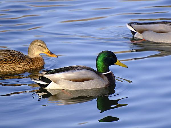 冬遊北京(十四)‧圓明園的冰、蘆葦、野鳥(Yuanmingy 冬遊北京(十四)‧圓明園的冰、蘆葦、野鳥(Yuanmingy