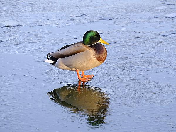 冬遊北京(十四)‧圓明園的冰、蘆葦、野鳥(Yuanmingy 冬遊北京(十四)‧圓明園的冰、蘆葦、野鳥(Yuanmingy