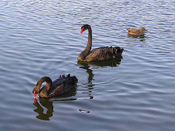 冬遊北京(十四)‧圓明園的冰、蘆葦、野鳥(Yuanmingy 冬遊北京(十四)‧圓明園的冰、蘆葦、野鳥(Yuanmingy
