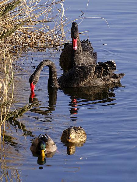 冬遊北京(十四)‧圓明園的冰、蘆葦、野鳥(Yuanmingy 冬遊北京(十四)‧圓明園的冰、蘆葦、野鳥(Yuanmingy