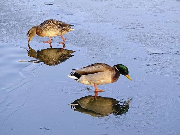 冬遊北京(十四)‧圓明園的冰、蘆葦、野鳥(Yuanmingy 冬遊北京(十四)‧圓明園的冰、蘆葦、野鳥(Yuanmingy