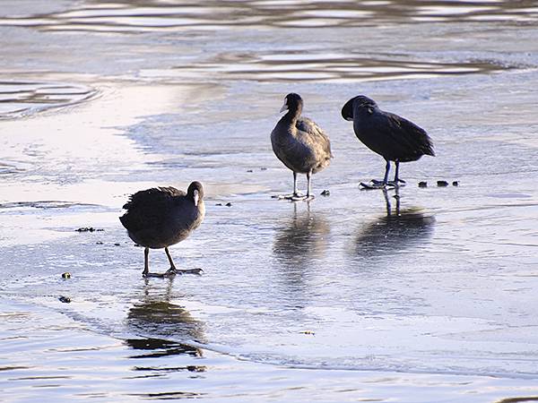 冬遊北京(十四)‧圓明園的冰、蘆葦、野鳥(Yuanmingy 冬遊北京(十四)‧圓明園的冰、蘆葦、野鳥(Yuanmingy