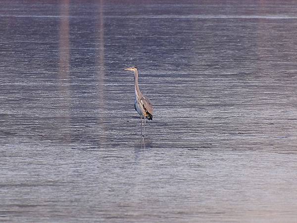 冬遊北京(十四)‧圓明園的冰、蘆葦、野鳥(Yuanmingy 冬遊北京(十四)‧圓明園的冰、蘆葦、野鳥(Yuanmingy
