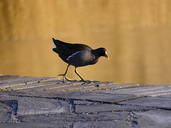 冬遊北京(十四)‧圓明園的冰、蘆葦、野鳥(Yuanmingy 冬遊北京(十四)‧圓明園的冰、蘆葦、野鳥(Yuanmingy