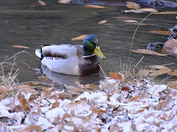 關西賞雪(八)‧寶之池賞鳥(Kansai Snow VIII