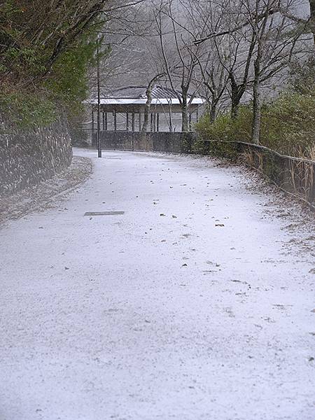 關西賞雪(八)‧寶之池賞鳥(Kansai Snow VIII