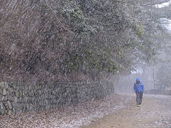 關西賞雪(八)‧寶之池賞鳥(Kansai Snow VIII