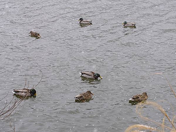 關西賞雪(八)‧寶之池賞鳥(Kansai Snow VIII