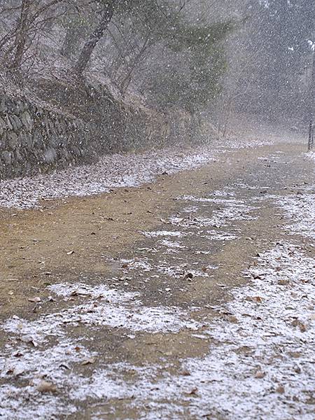 關西賞雪(八)‧寶之池賞鳥(Kansai Snow VIII