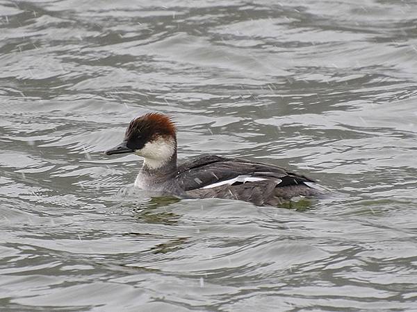 關西賞雪(八)‧寶之池賞鳥(Kansai Snow VIII