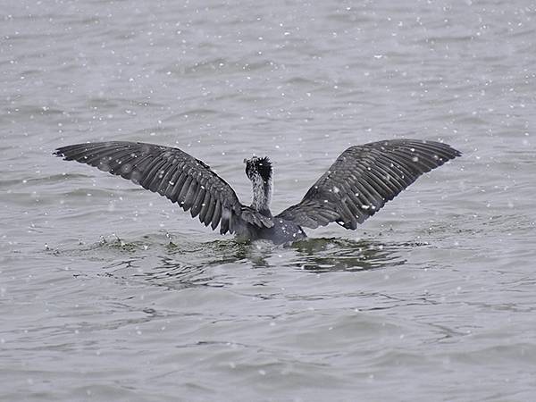 關西賞雪(八)‧寶之池賞鳥(Kansai Snow VIII