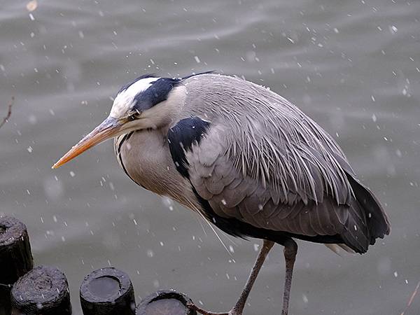 關西賞雪(八)‧寶之池賞鳥(Kansai Snow VIII
