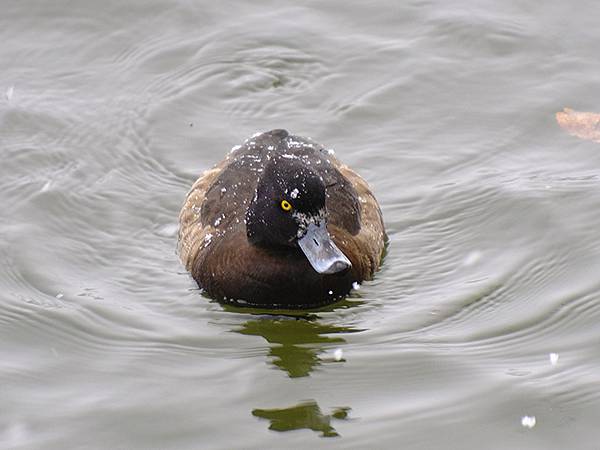 關西賞雪(八)‧寶之池賞鳥(Kansai Snow VIII