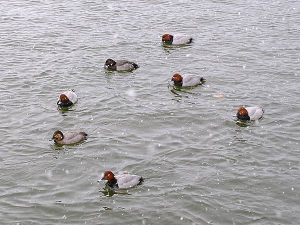 關西賞雪(八)‧寶之池賞鳥(Kansai Snow VIII