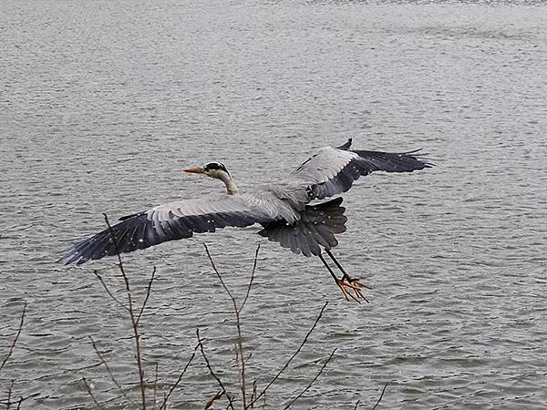 關西賞雪(八)‧寶之池賞鳥(Kansai Snow VIII