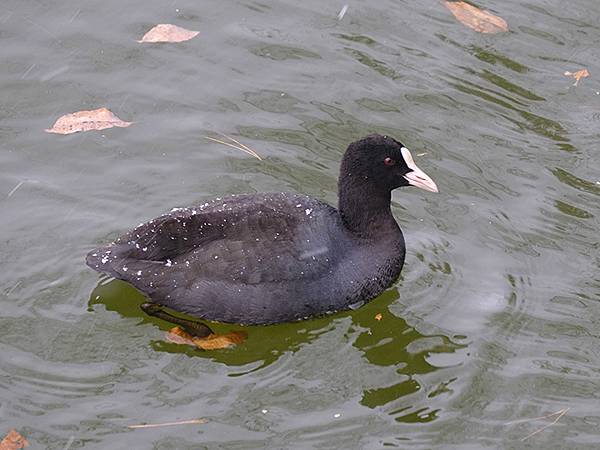 關西賞雪(八)‧寶之池賞鳥(Kansai Snow VIII