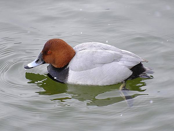 關西賞雪(八)‧寶之池賞鳥(Kansai Snow VIII