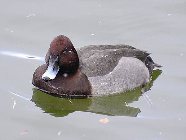 關西賞雪(八)‧寶之池賞鳥(Kansai Snow VIII