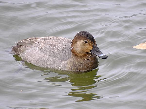 關西賞雪(八)‧寶之池賞鳥(Kansai Snow VIII