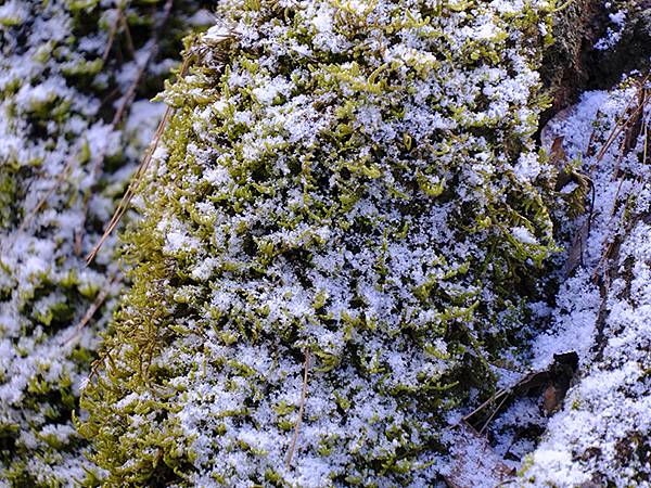 關西賞雪(八)‧寶之池賞鳥(Kansai Snow VIII
