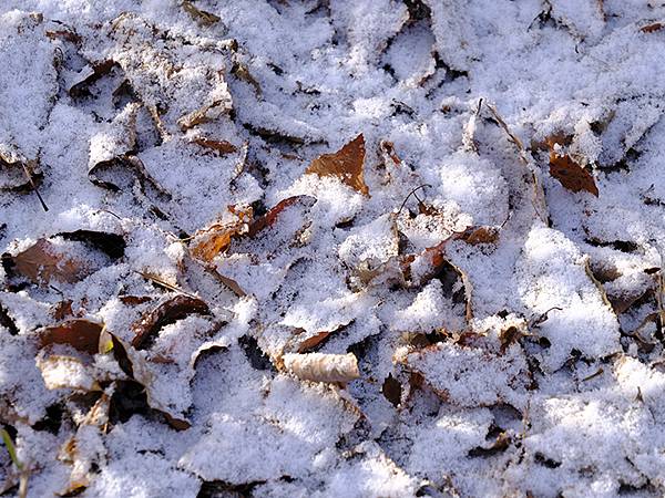 關西賞雪(八)‧寶之池賞鳥(Kansai Snow VIII