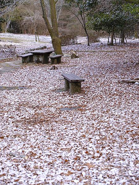 關西賞雪(八)‧寶之池賞鳥(Kansai Snow VIII