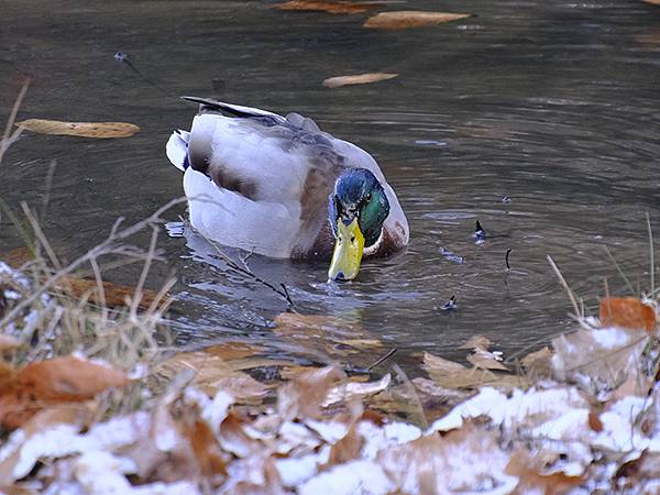 關西賞雪(八)‧寶之池賞鳥(Kansai Snow VIII