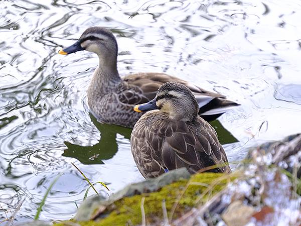 關西賞雪(八)‧寶之池賞鳥(Kansai Snow VIII