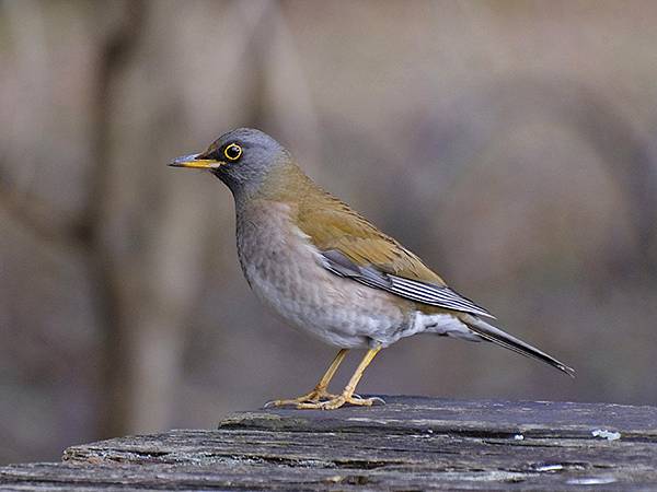 關西賞雪(八)‧寶之池賞鳥(Kansai Snow VIII