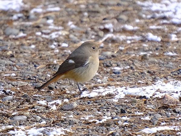 關西賞雪(八)‧寶之池賞鳥(Kansai Snow VIII