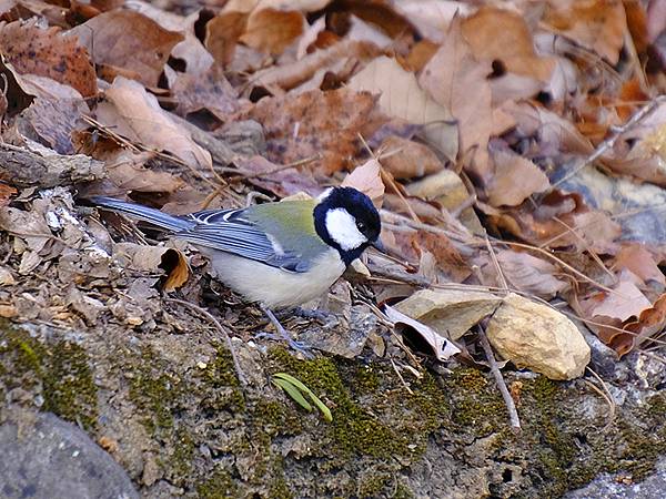 關西賞雪(八)‧寶之池賞鳥(Kansai Snow VIII
