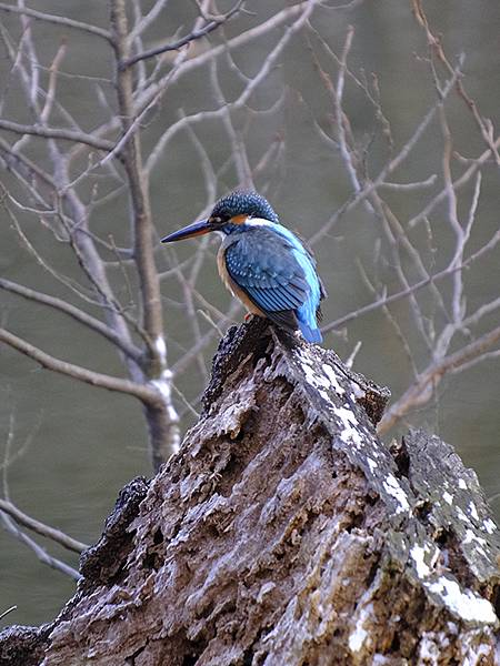 關西賞雪(八)‧寶之池賞鳥(Kansai Snow VIII